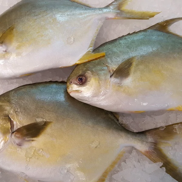 The Frozen golden pompano on frozen ice, raw and whole.